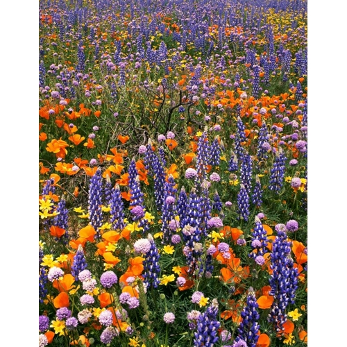 CA, Gorman Field of poppies and lupine flowers
